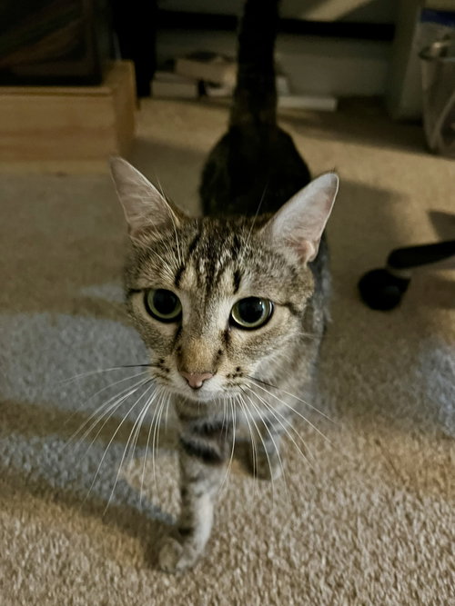 Cinnamon, an adoptable Domestic Short Hair in Pittsboro, NC