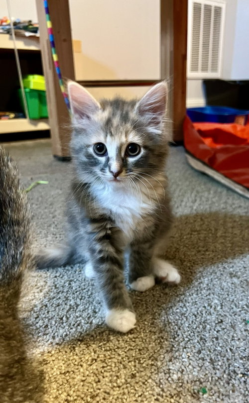 CHICKEN - Domestic Short Hair available for adoption