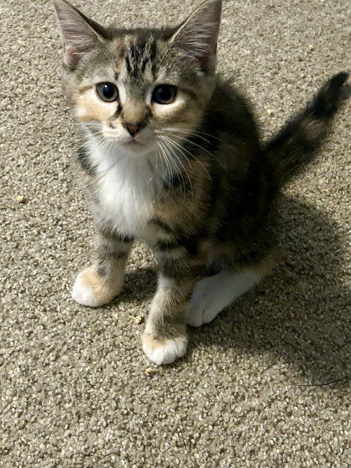Chicken, an adoptable Domestic Short Hair in Pittsboro, NC