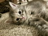 Fluffy