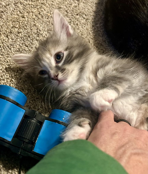 Fluffy, an adoptable Domestic Long Hair in Pittsboro, NC
