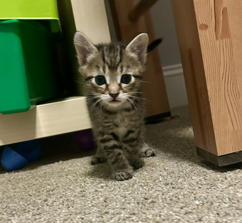 Smokey, an adoptable Domestic Short Hair in Pittsboro, NC