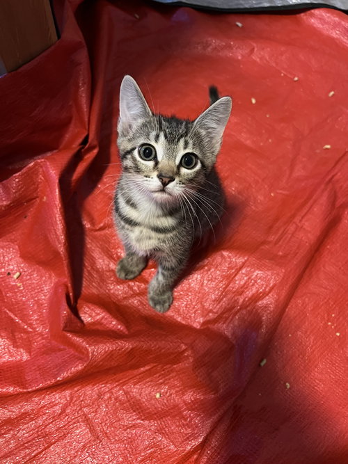 Smokey, Domestic Short Hair, cat for adoption in Burlington, North Carolina