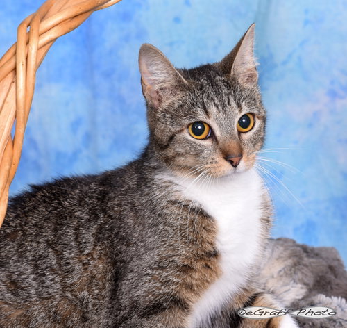 Stormy, an adoptable Domestic Short Hair in Pittsboro, NC
