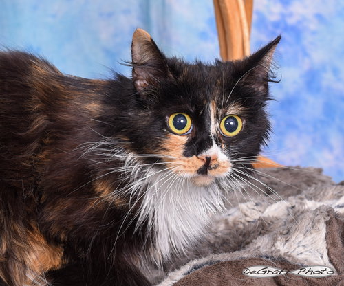 Pixie, an adoptable Domestic Medium Hair in Pittsboro, NC