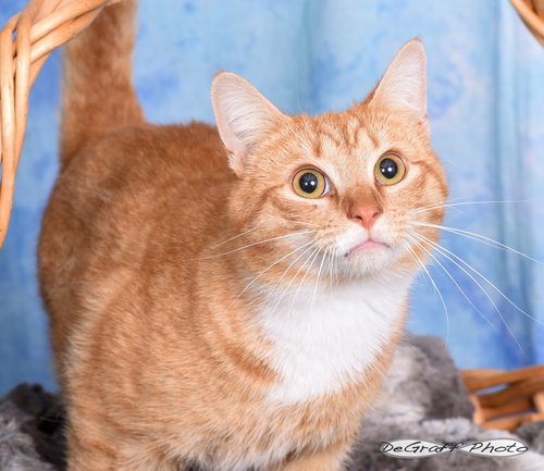 Bongo, an adoptable Domestic Short Hair in Pittsboro, NC