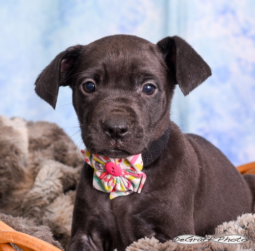 Star, an adoptable Labrador Retriever in Pittsboro, NC