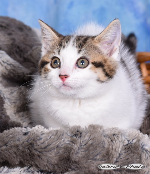 Winnie, an adoptable Domestic Medium Hair in Pittsboro, NC