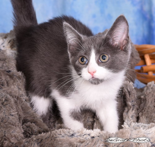 Foxy, an adoptable Domestic Short Hair in Pittsboro, NC