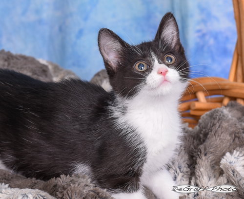 Bonnie, an adoptable Domestic Short Hair in Pittsboro, NC