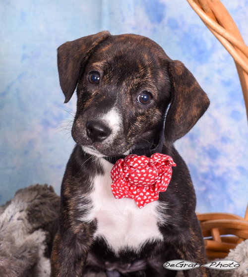 Morticia, an adoptable Labrador Retriever in Pittsboro, NC