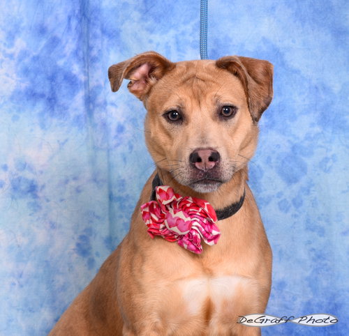 Basil, an adoptable Catahoula Leopard Dog in Pittsboro, NC