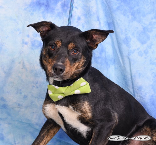 Raider, an adoptable Terrier in Pittsboro, NC