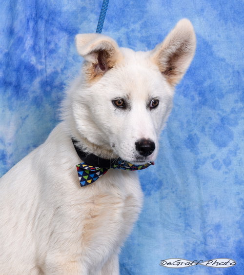 Silas, an adoptable Shepherd in Pittsboro, NC