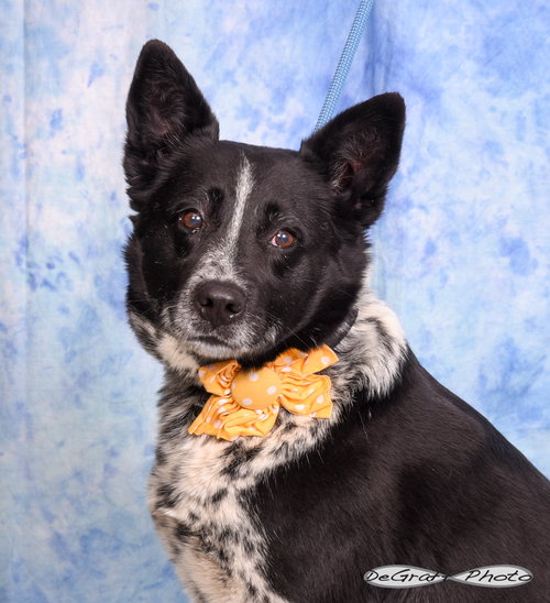 Summer, an adoptable Cattle Dog in Pittsboro, NC