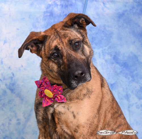 Gaia, an adoptable Shepherd in Pittsboro, NC