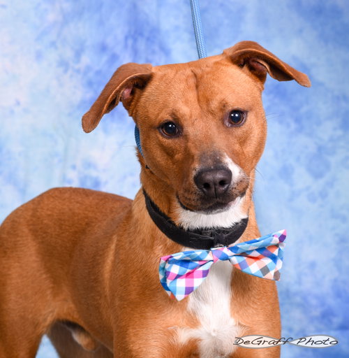 Carmelo, an adoptable Labrador Retriever in Pittsboro, NC