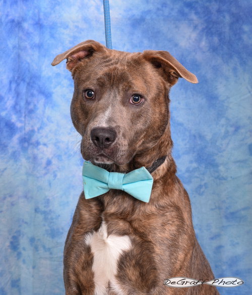 Gunner, an adoptable Mastiff in Pittsboro, NC