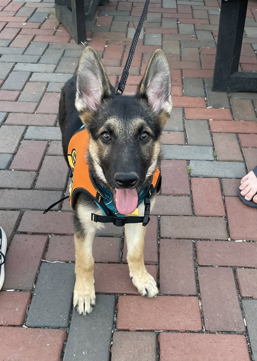 Layla, an adoptable German Shepherd Dog in Pittsboro, NC