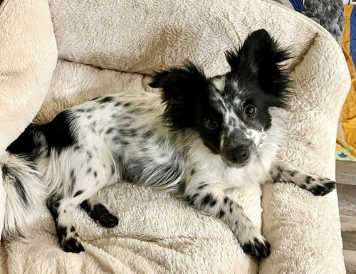 Bailey, an adoptable Corgi in Pittsboro, NC