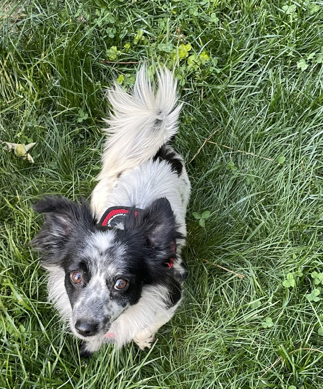 CARE Foster Dogs | Chatham Animal Rescue