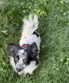 Bailey