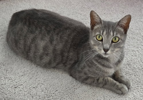 Darcy, Adult Domestic Short Hair (short coat), cat for adoption in Burlington, North Carolina