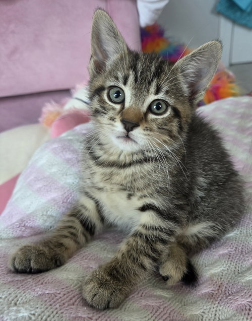 Bernard, Baby Domestic Short Hair (short coat), cat for adoption in Burlington, North Carolina