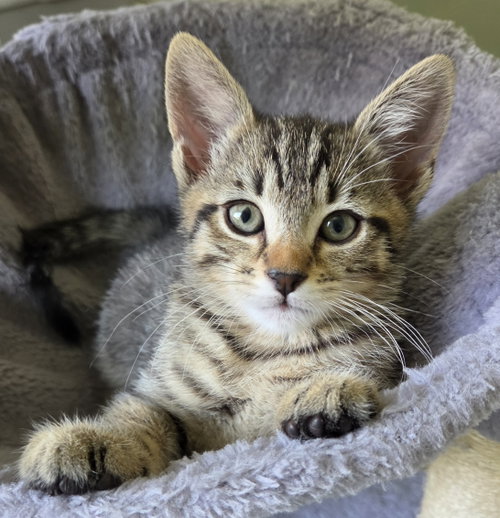 Bernard, Baby Domestic Short Hair (short coat), cat for adoption in Burlington, North Carolina