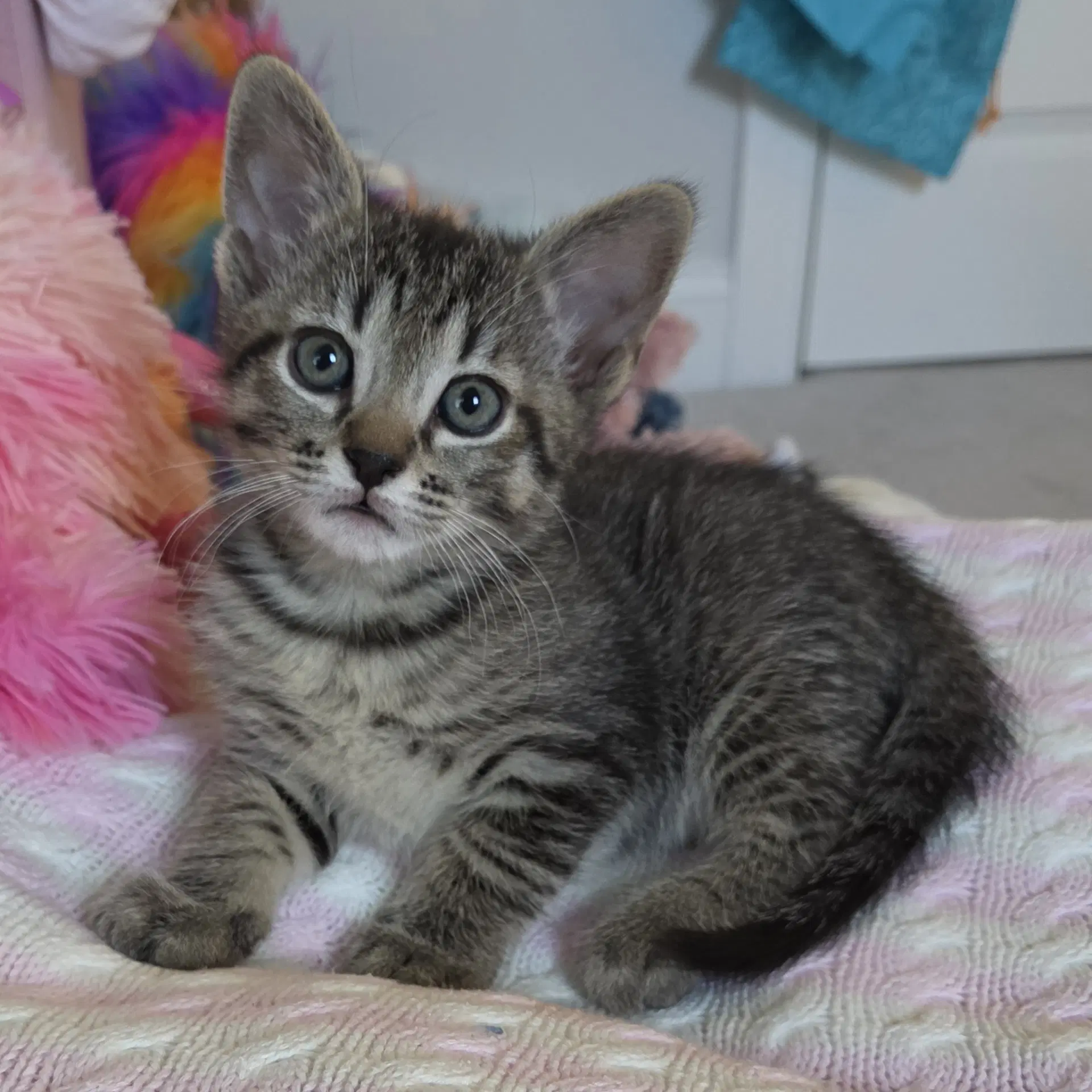 Milton - Domestic Short Hair