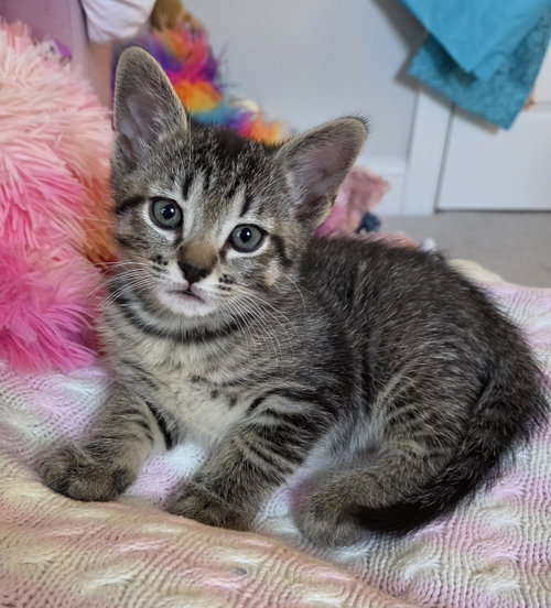 Milton, an adoptable Domestic Short Hair in Pittsboro, NC