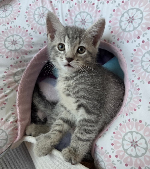 Wallace, Baby Domestic Short Hair (short coat), cat for adoption in Burlington, North Carolina