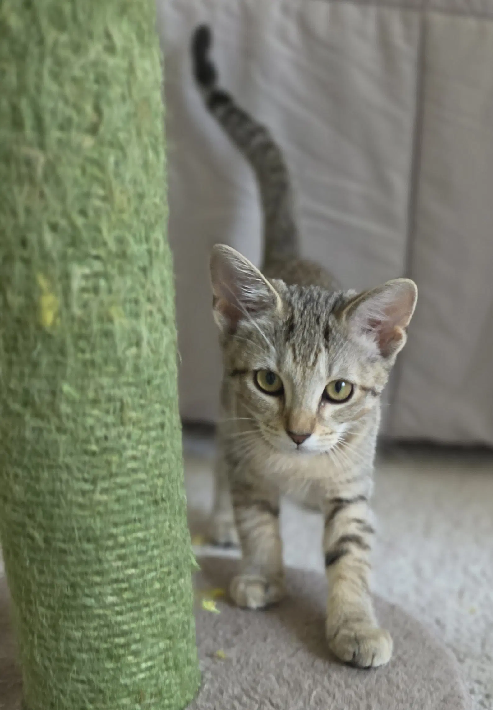 Tilly image 3