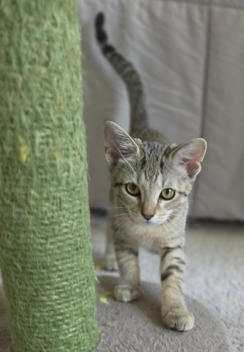 Photo 3 of Tilly