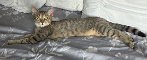Photo 6 of Tilly