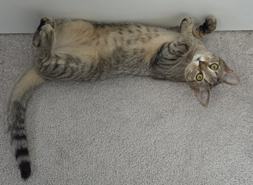 Photo 5 of Tilly