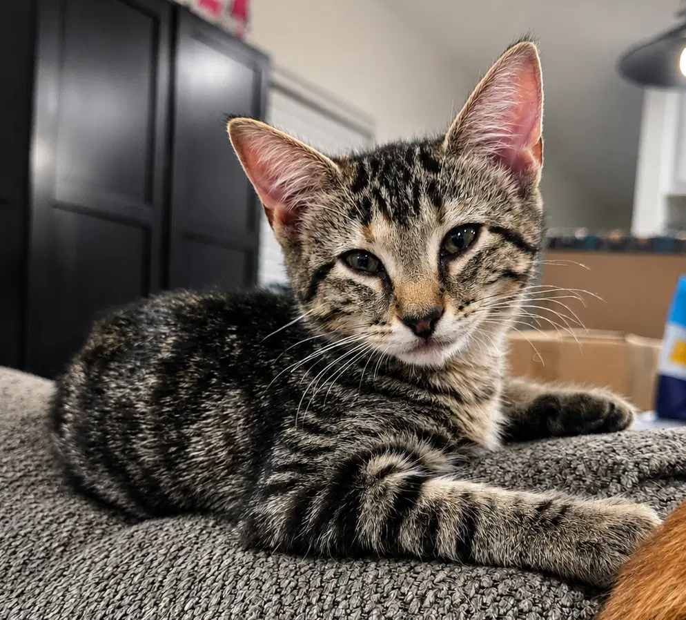 Puff - American Shorthair
