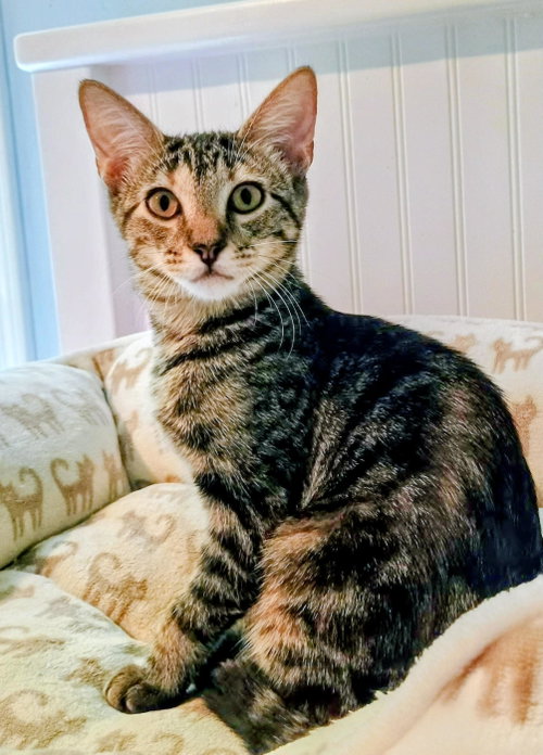 Puff, a cat for adoption from Chatham Animal Rescue & Education