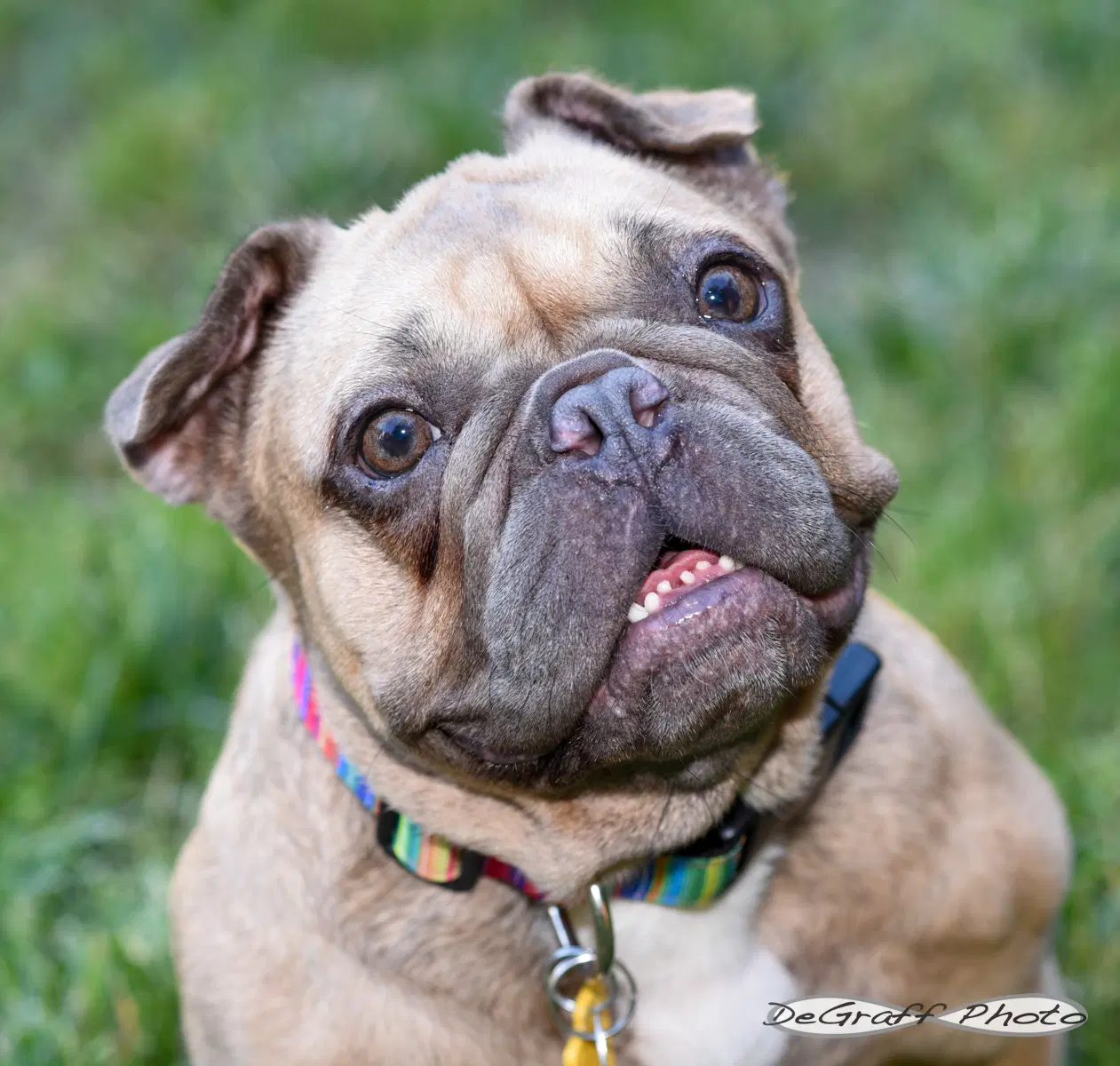 Etta - French Bulldog