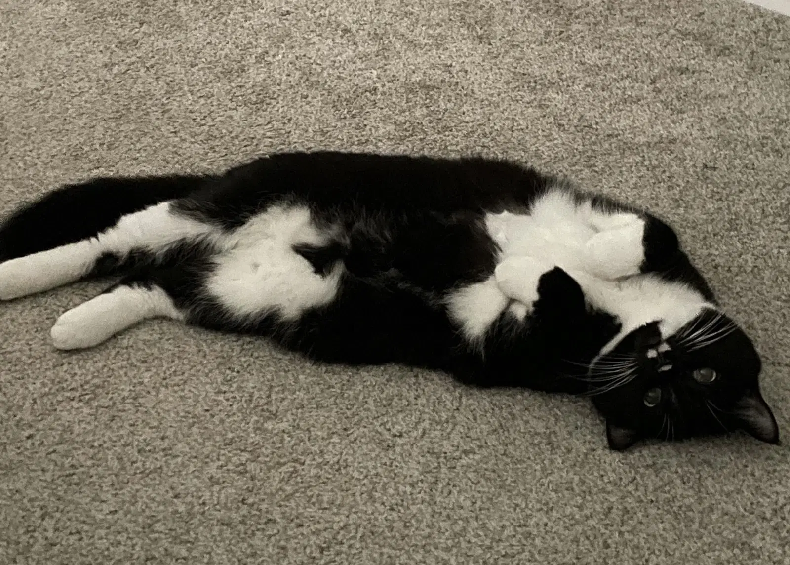 Olive - Domestic Short Hair