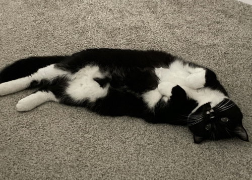 Olive, an adoptable Domestic Short Hair in Pittsboro, NC