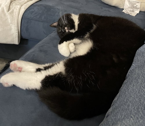 Olive, Domestic Short Hair / Mixed (medium coat), cat for adoption in Burlington, North Carolina