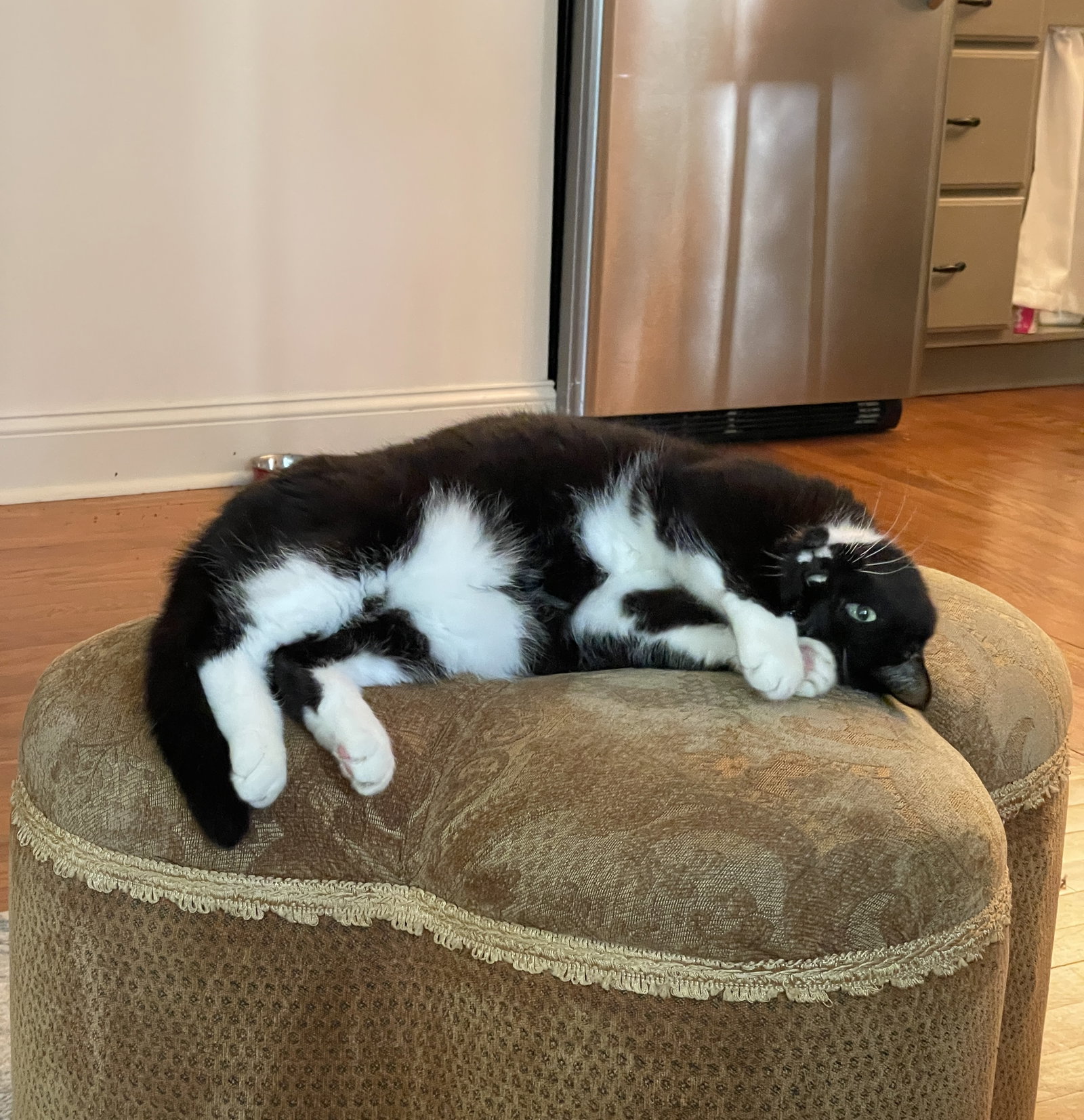 Olive, photo 4