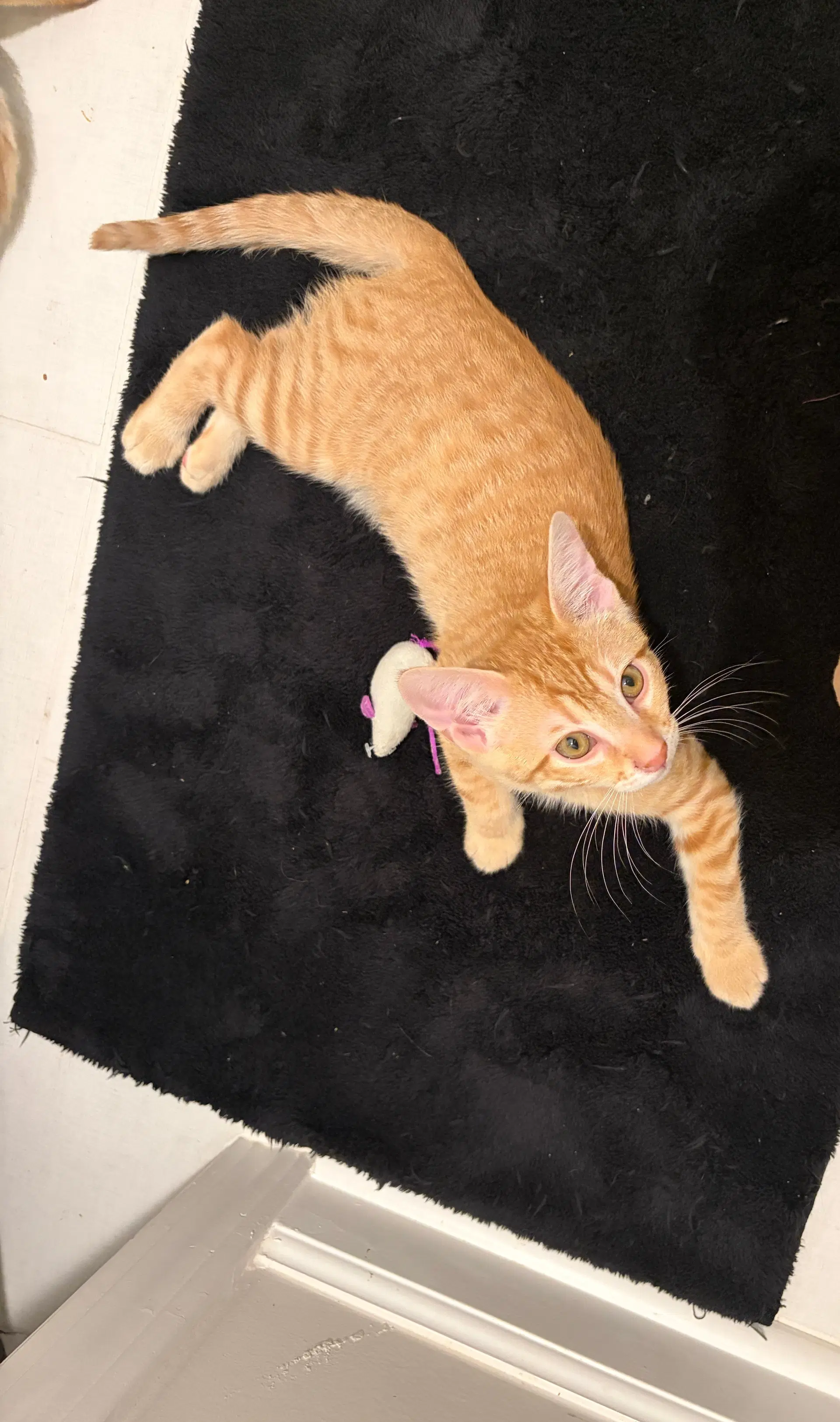 Reno - Domestic Short Hair