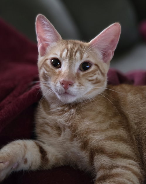 Reno, a cat for adoption from Chatham Animal Rescue & Education