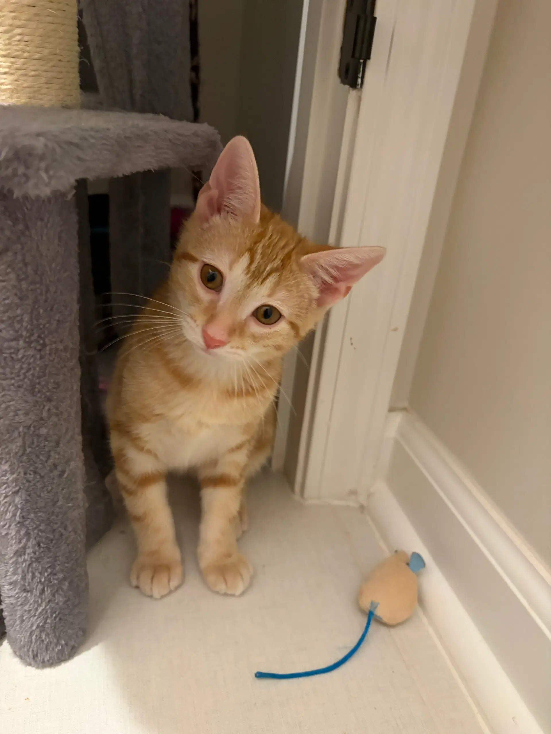 Vegas - Domestic Short Hair