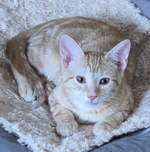 Vegas, Baby Domestic Short Hair / Mixed (short coat), cat for adoption in Burlington, North Carolina
