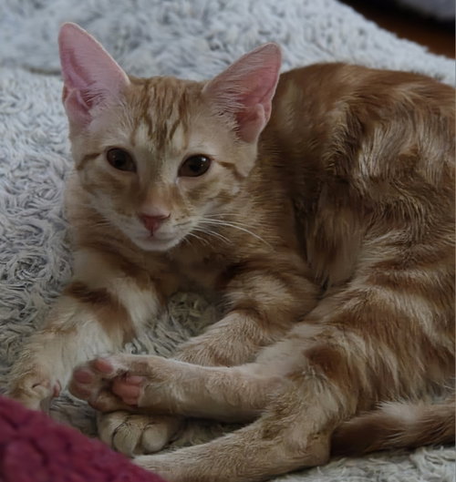 Vegas, a cat for adoption from Chatham Animal Rescue & Education
