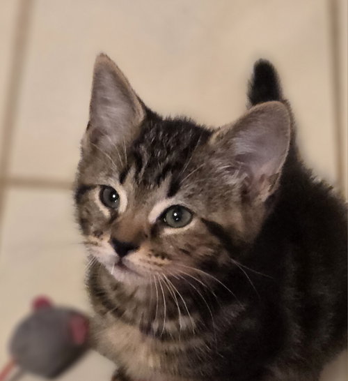 Razzle, Baby Domestic Short Hair / Mixed, cat for adoption in Apex, North Carolina
