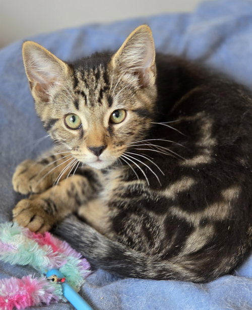 Razzle, an adoptable Domestic Short Hair in Pittsboro, NC